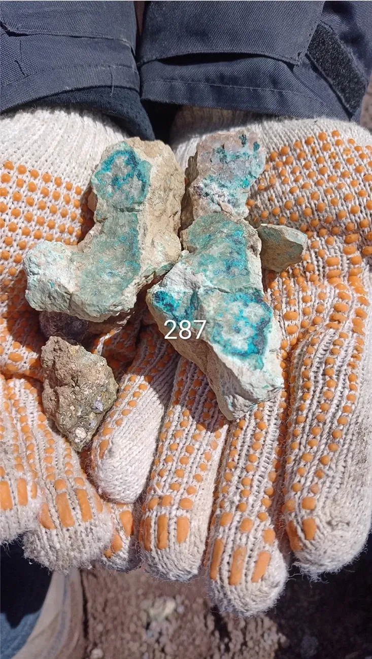 Sample G2R-271 in gloved hands, peak 9,978 ppm Cu from the northern target zone at Las Estrellas